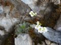 Arabis bellidifolia subsp. stellulata